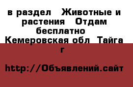  в раздел : Животные и растения » Отдам бесплатно . Кемеровская обл.,Тайга г.